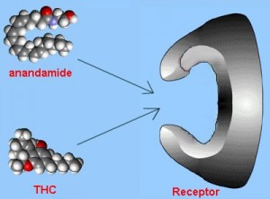 Anandamid og THCs funktion og effekt illustreret